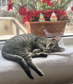 Muffin Verspielter Tiger sucht Zuhause mit kuscheligem Kumpel