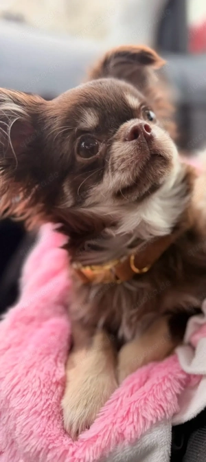 Wunderschöner Chihuahua Rüde (7 Monate) in liebevolle Hände abzugeben