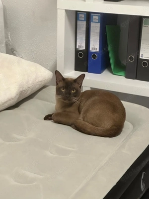 Burma Deckkater ( kein Verkauf )