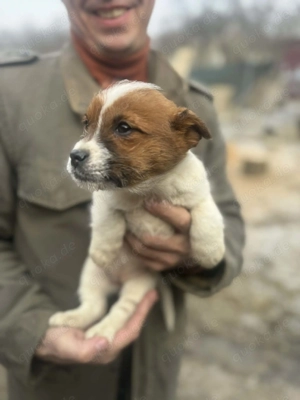 Fröhliches Welpenmädchen Patsy - sucht fröhliche Familie