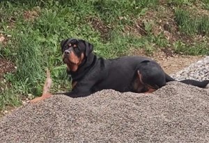 Rottweiler Rüde Mylo