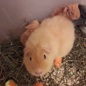 Zauberhafte Meerschweinchen suchen...