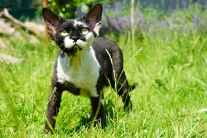 Sehr schöne junge Dame 