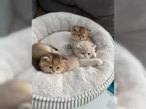 Reinrassige BKH BLH kitten mit Stammbaum