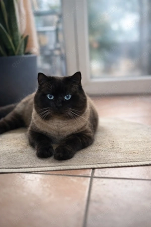 Deckkater Britisch Kurzhaar (Bkh) 