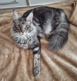 Maine Coon Kater Gerri 