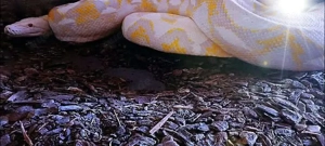 Netzpython (1,0 3m+)