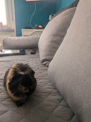 Meerschweinchen dame 