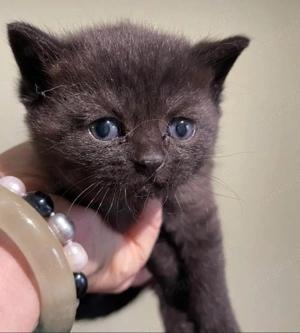 Britisch Kurzhaar Kätzchen