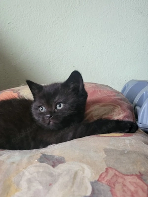 Britisch Kurzhaar Kätzchen