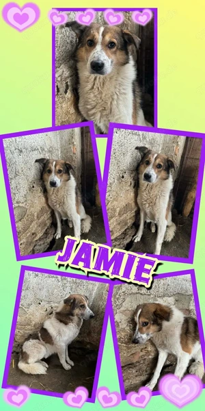 bildschöner Rüde "Jamie" ist auf der Suche nach einem liebevollen Zuhause 