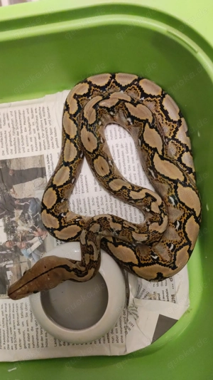 Malayopython reticulatus netzpythons  Bild 2