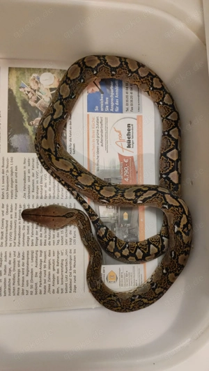 Malayopython reticulatus netzpythons  Bild 5