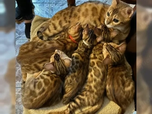 Bengal Kitten brown spotted mit Stammbaum 