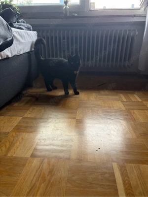 Europäische Kurzhaarkatze