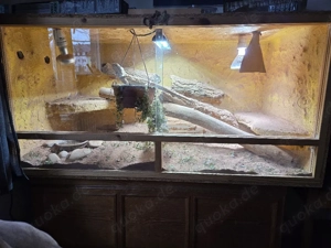 bartagame mit therarium Bild 3