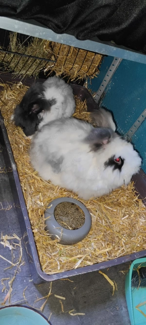Englisch Angora Kaninchen 