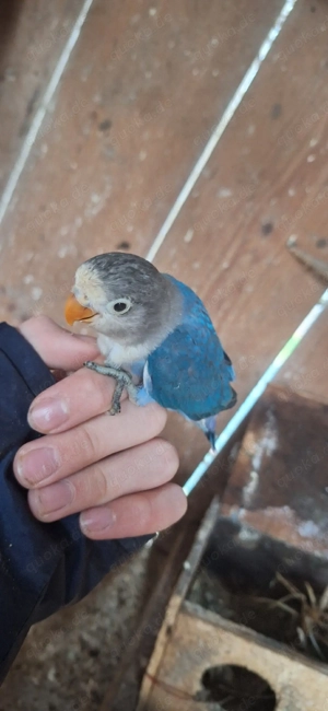 unzertrennliche,Agaponiden,Pfirsichköpfchen 