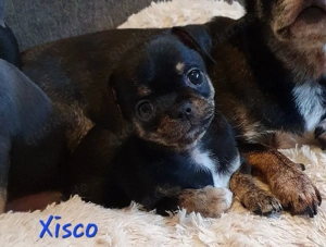 Chihuahua Welpen aus anerkannter Zucht