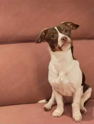 Minni und Melli suchen Zuhause  Bild 4