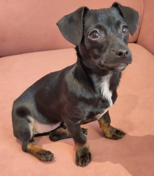 Minni und Melli suchen Zuhause  Bild 3