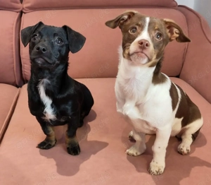 Minni und Melli suchen Zuhause 