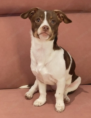 Minni und Melli suchen Zuhause  Bild 2