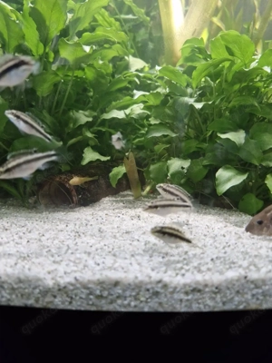 Purpurprachtbarsche pelvicachromis pulcher  Bild 5