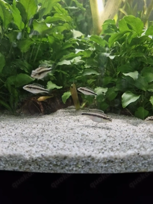 Purpurprachtbarsche pelvicachromis pulcher  Bild 4