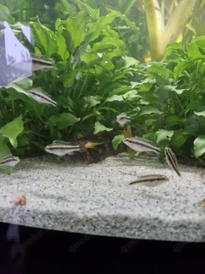 Purpurprachtbarsche pelvicachromis pulcher  Bild 3