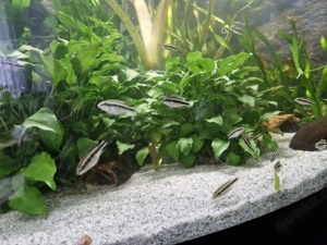 Purpurprachtbarsche pelvicachromis pulcher  Bild 2