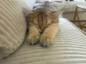 BKH sucht ein liebevolles zuhause Bild 2