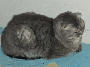 kastrieter kater sucht ein Zuhause 