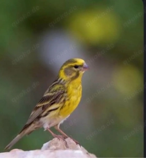 Suche europäische Girlitze