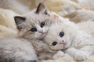 Ragdoll-Kätzchen WhatsApp: (15510055069)
