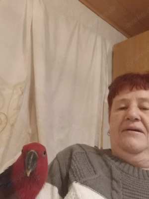 Biete Neuguinea Edelpapagei Henne 7Monate 