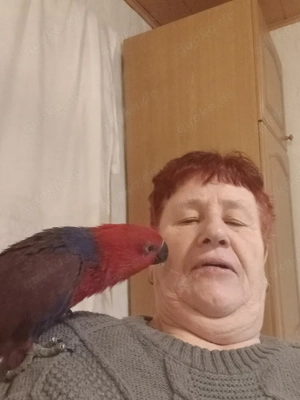 Neuguinea Edelpapagei Henne 