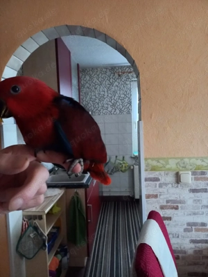 Neuguinea Edelpapagei Henne 