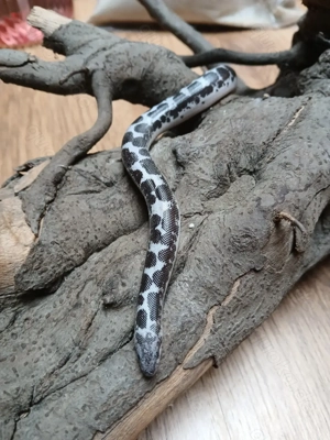 1.2 Sandboa Anery het Anery Gongylophis colubrinus loveridgei DNZ 24 