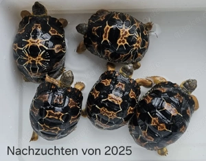 5 Astrochelys radiata Strahlenschildkröten von 2025