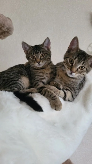 Katzenpaar getigert und Kater weiss grau