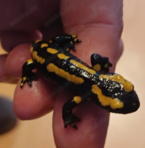 Feuersalamander, Donau-Kammmolche Bild 7