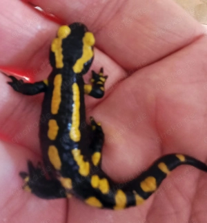 Feuersalamander, Donau-Kammmolche Bild 4