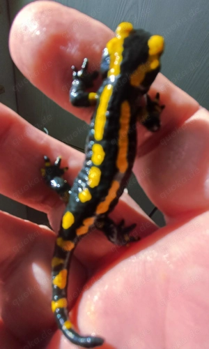 Feuersalamander, Donau-Kammmolche Bild 9