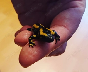 Feuersalamander, Donau-Kammmolche Bild 3