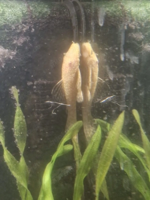 Goldene Antennenwelse, knutschies, L144 Bild 2