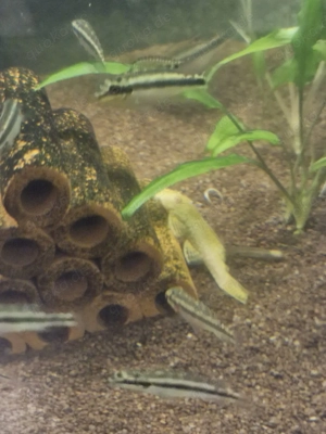 Goldene Antennenwelse, knutschies, L144 Bild 3