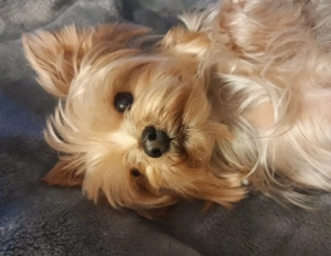 Yorkshire Terrier Mini 2 kg 