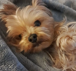 Yorkshire Terrier Mini 2 kg