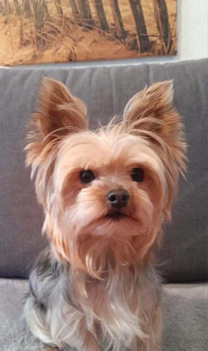 Yorkshire Terrier Mini 2 kg 